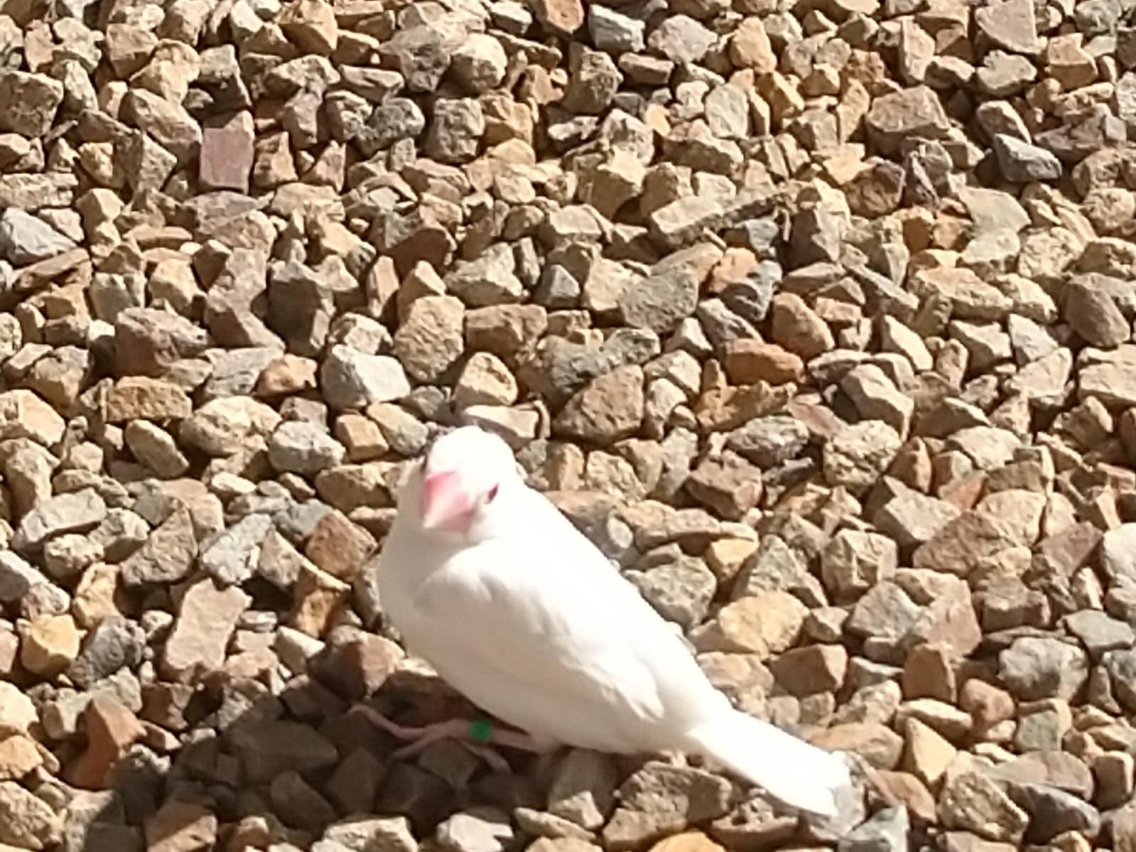 目撃された鳥 目撃された鳥