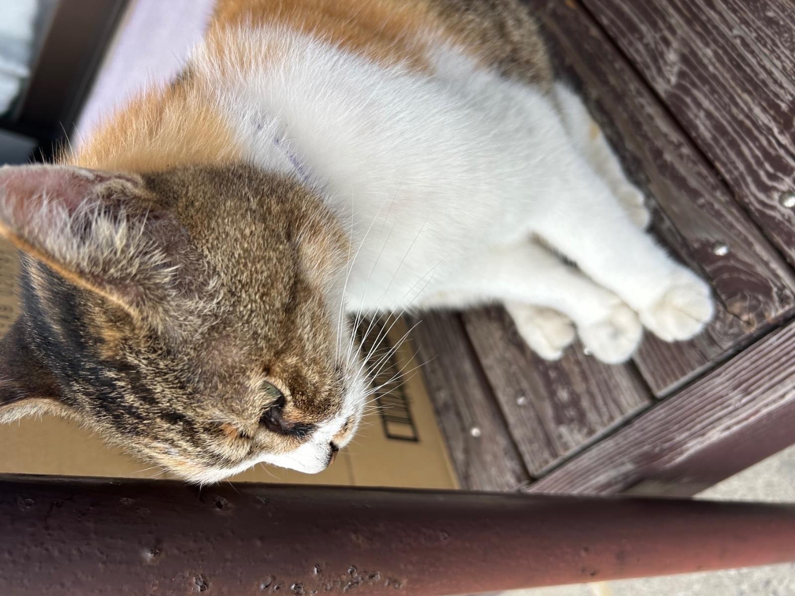 保護された猫