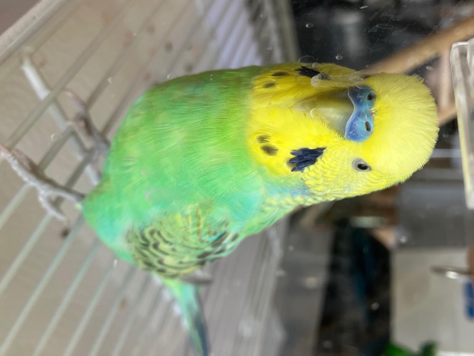 ふうたちゃん ふうたちゃん
