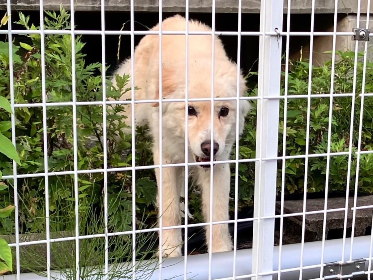 目撃された犬 目撃された犬