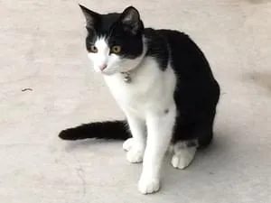 白黒ハチワレ猫を探しています