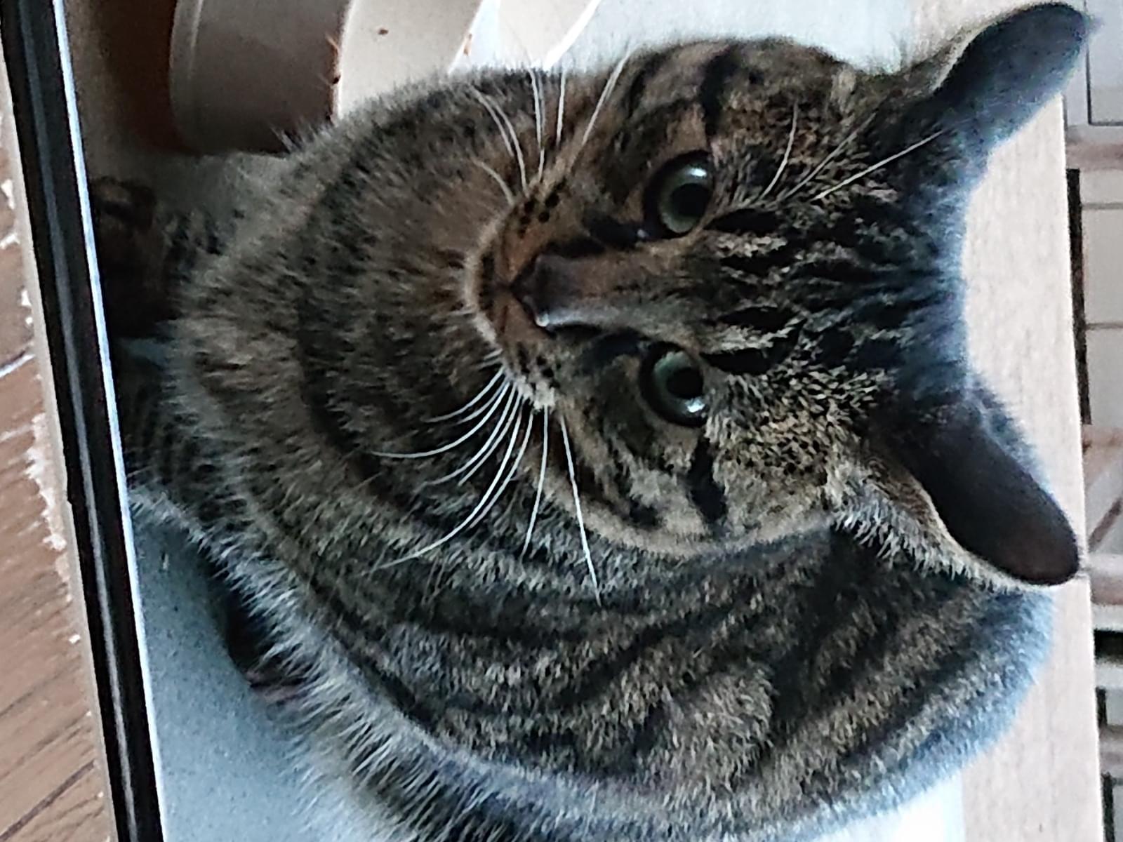 目撃された猫