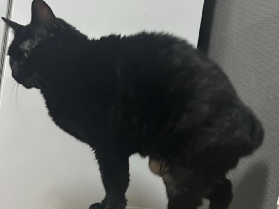 くろちゃん くろちゃん