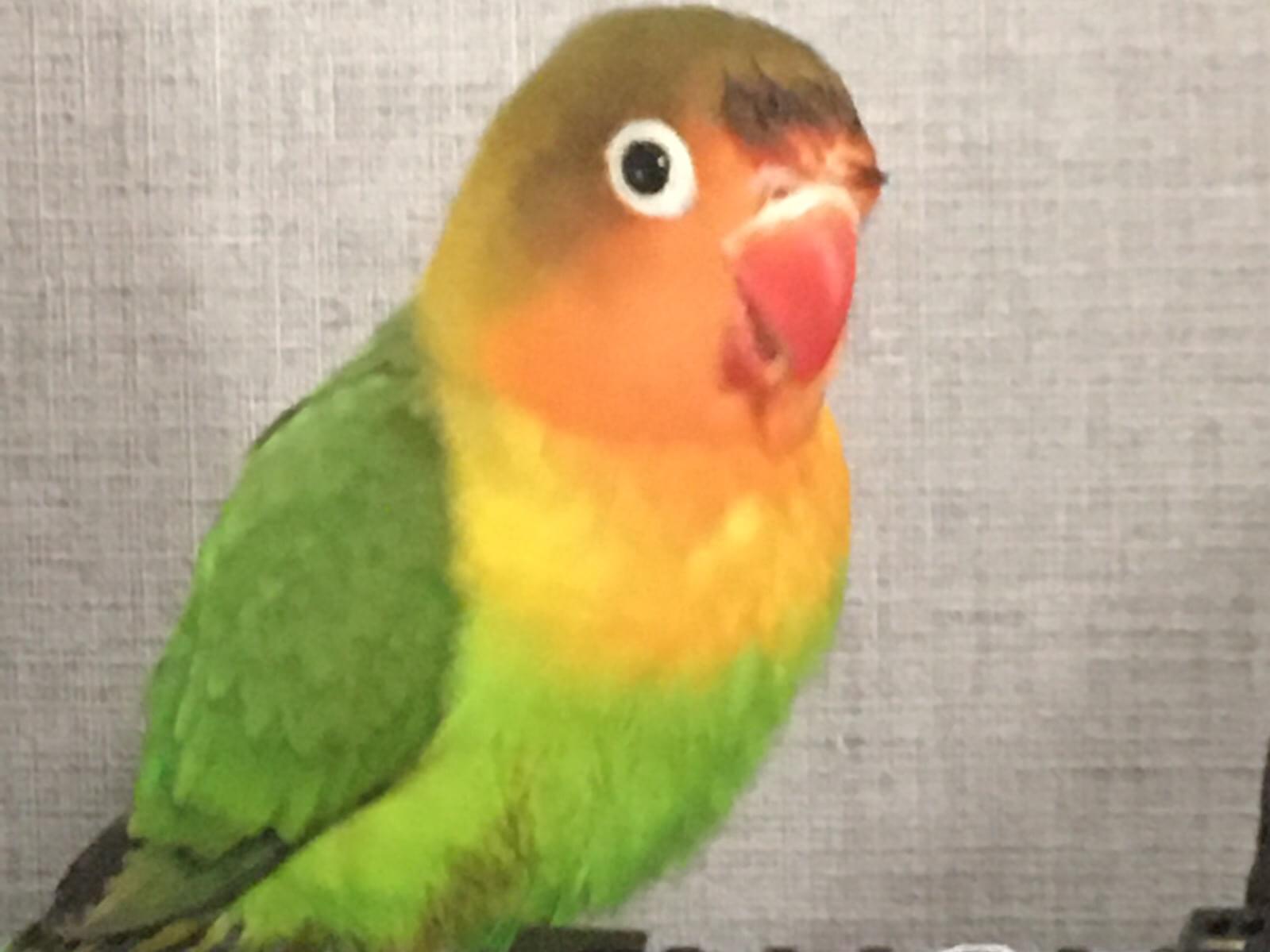 りんごちゃん りんごちゃん