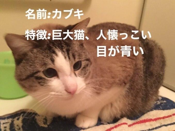 カブキちゃん カブキちゃん