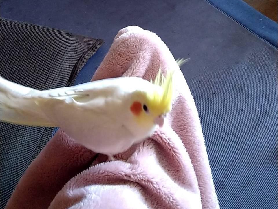 ハッピーちゃん ハッピーちゃん