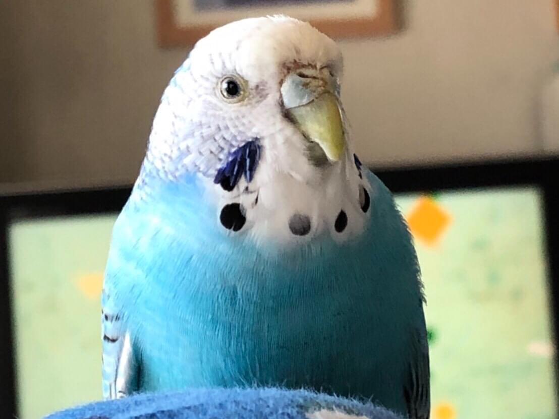 あおちゃん あおちゃん