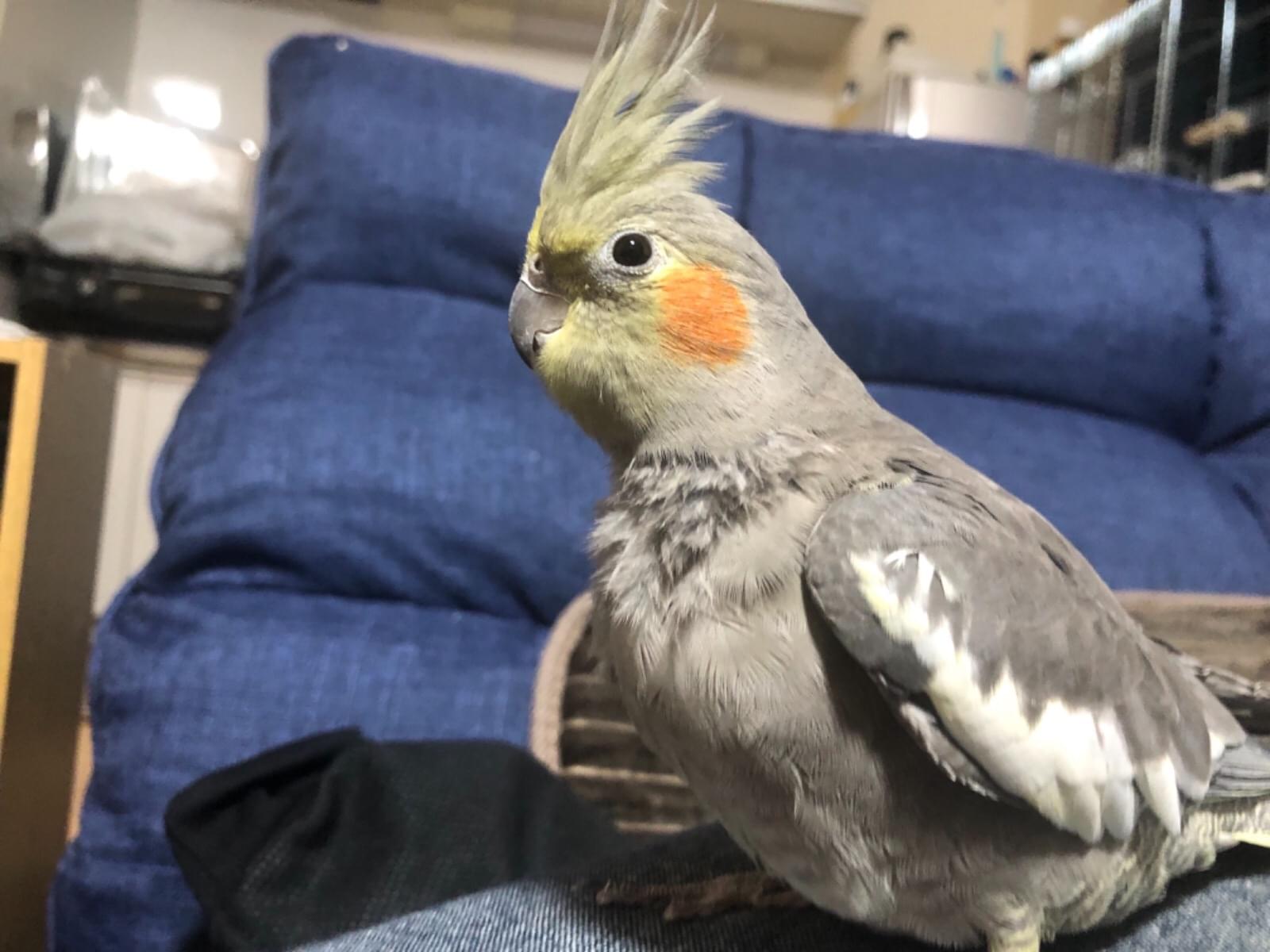 アッシュちゃん アッシュちゃん