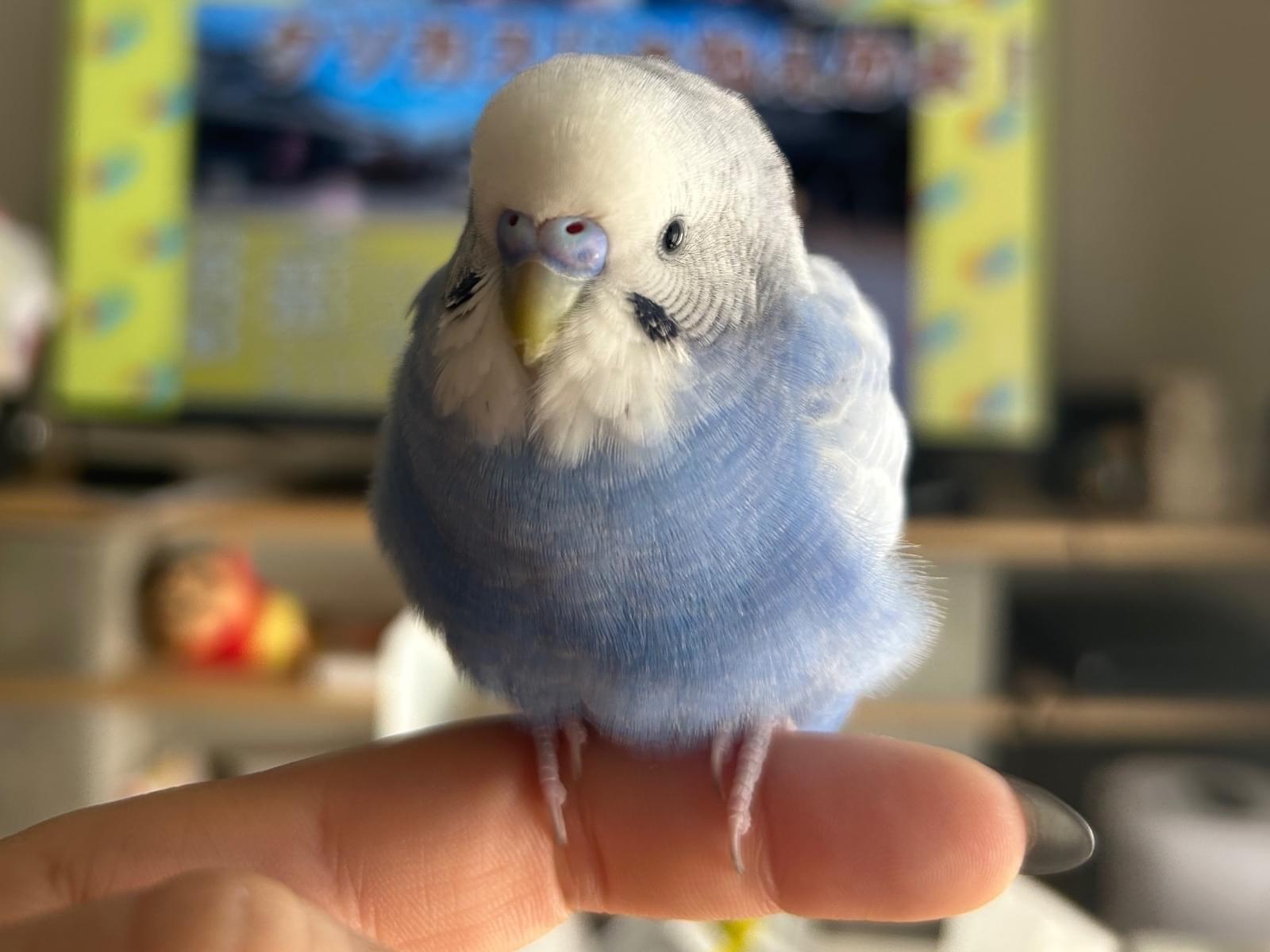 つぶちゃん つぶちゃん