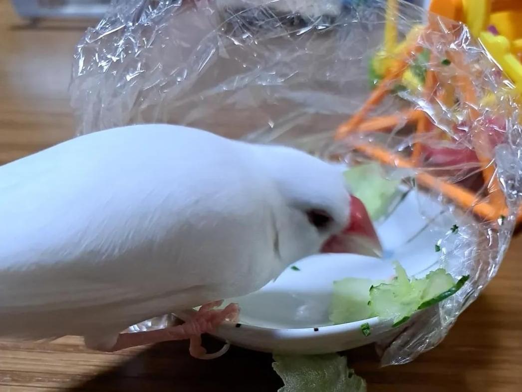 ピーちゃん ピーちゃん