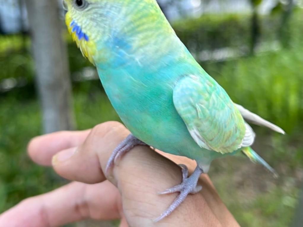 目撃された鳥 目撃された鳥