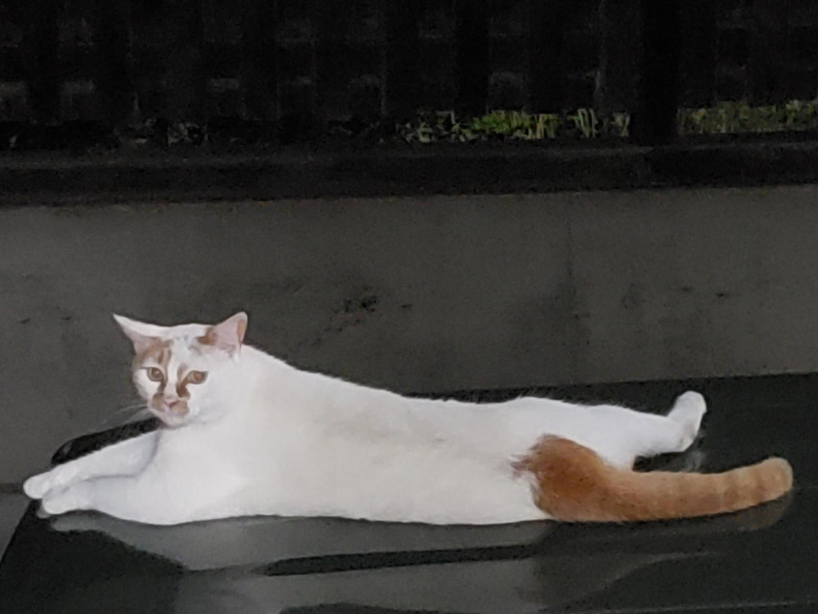 レンちゃん レンちゃん