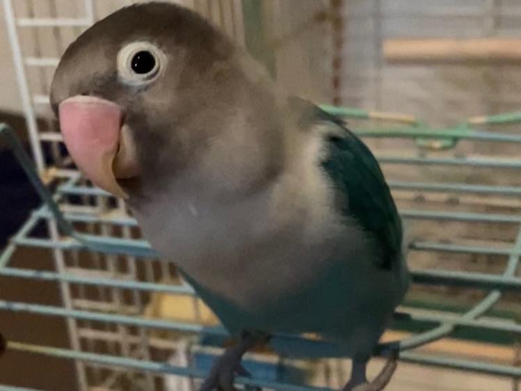 保護された鳥 保護された鳥