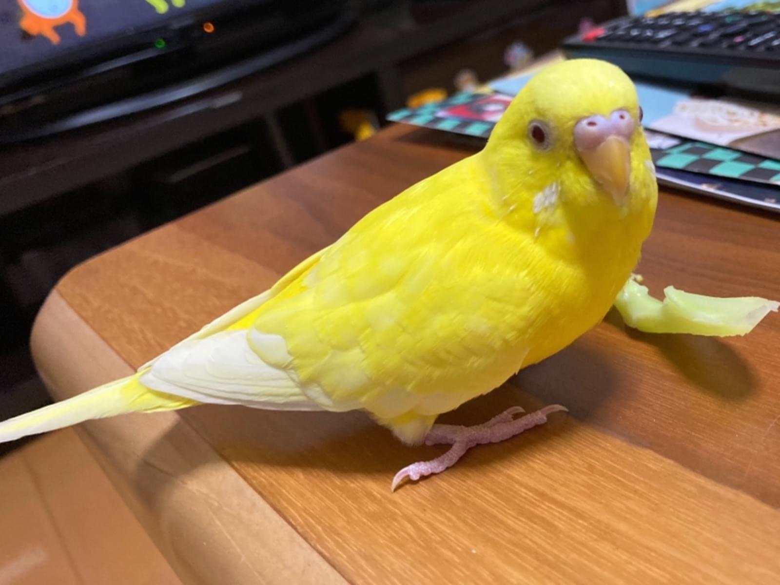 ピーちゃん ピーちゃん