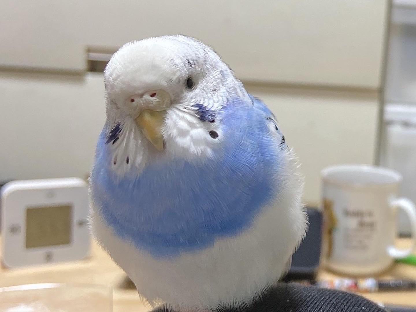 そらちゃん そらちゃん