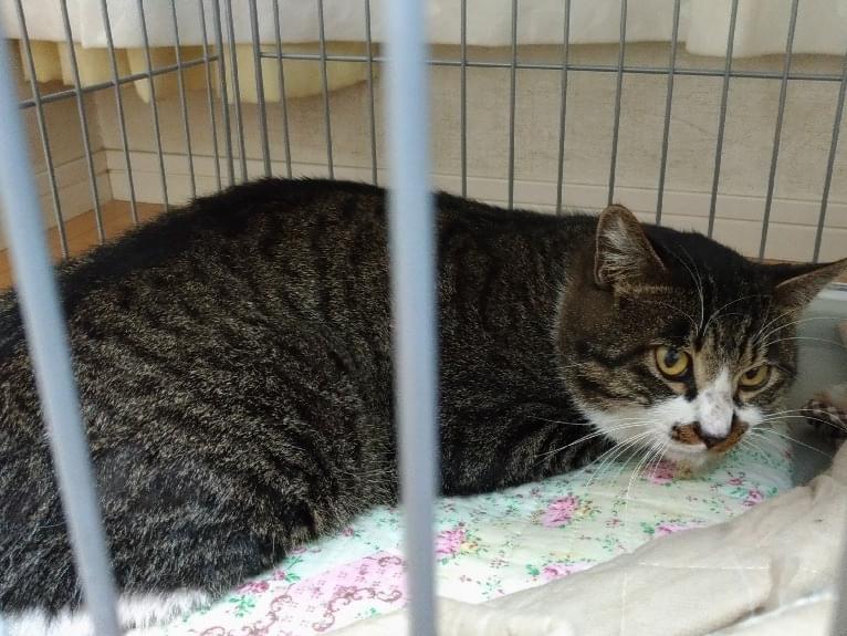 保護された猫 保護された猫