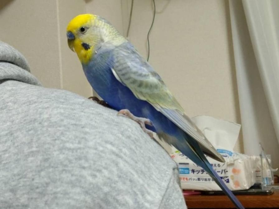 保護された鳥 保護された鳥