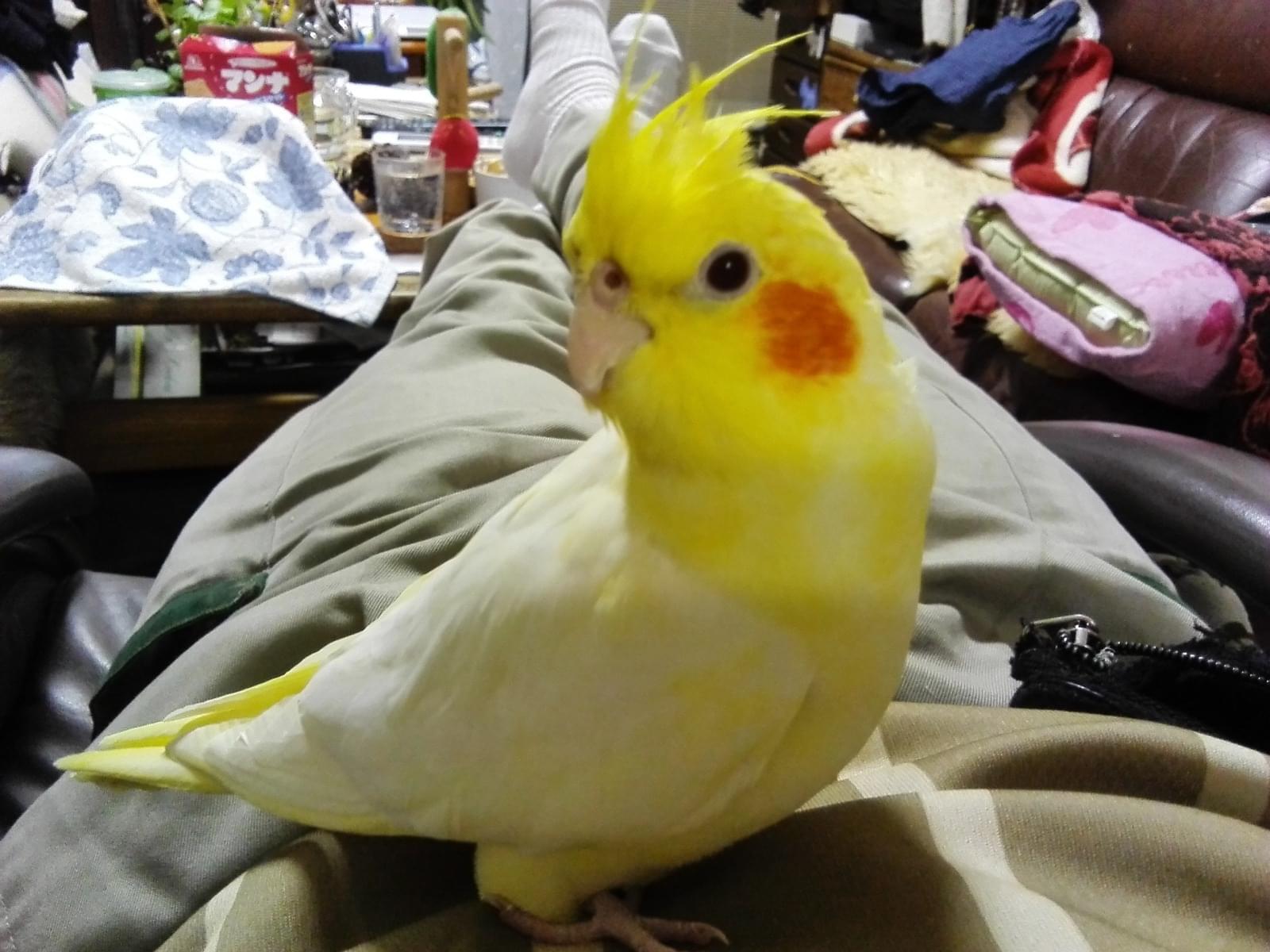 フクちゃん フクちゃん