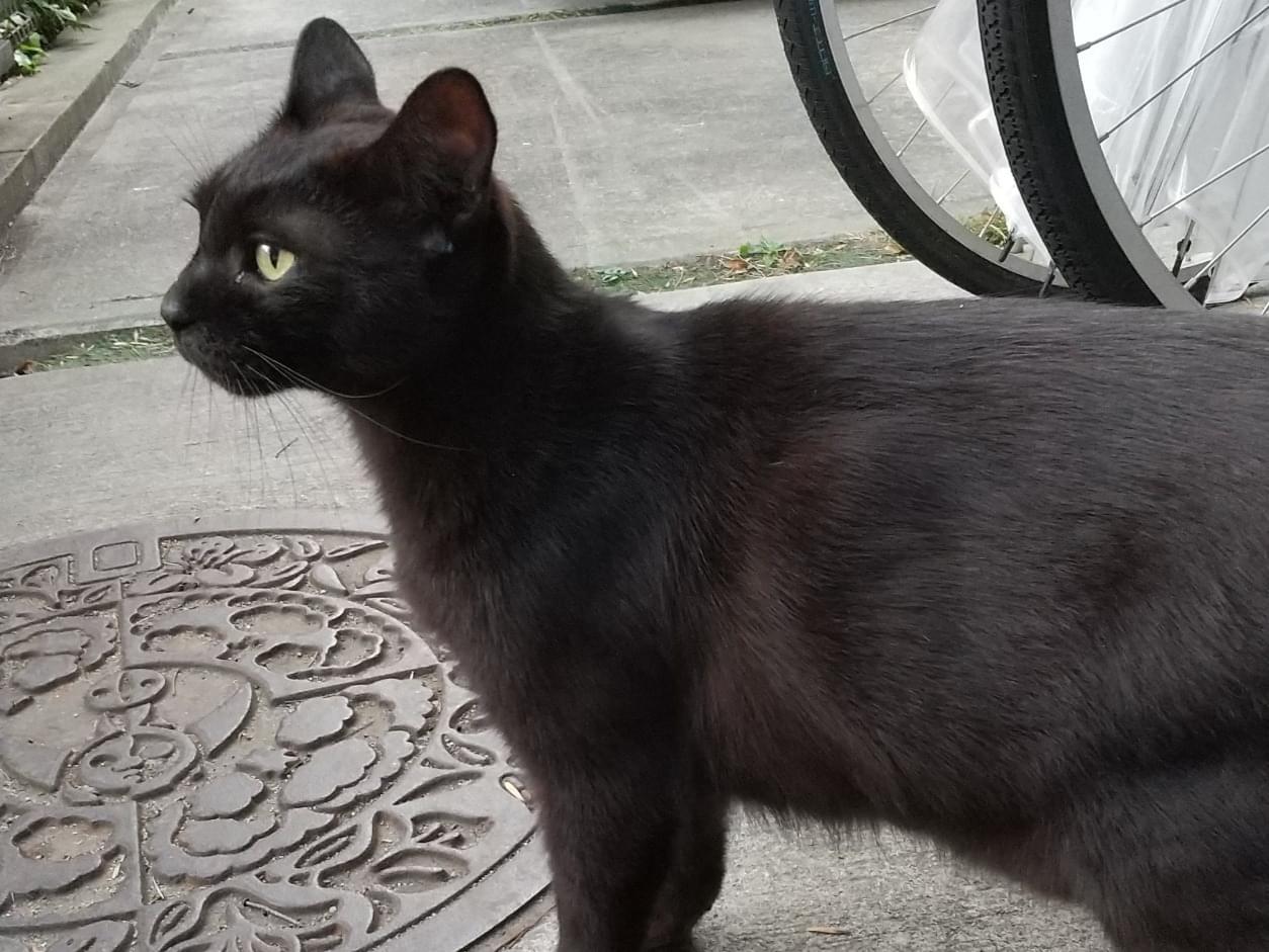 保護された猫 保護された猫