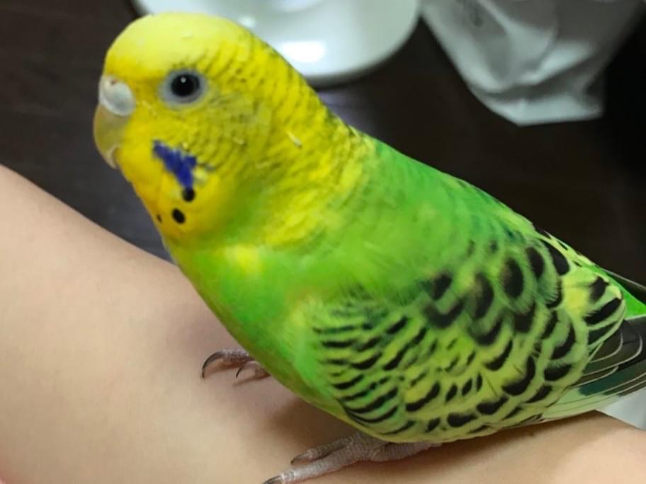 ぽぽちゃん ぽぽちゃん