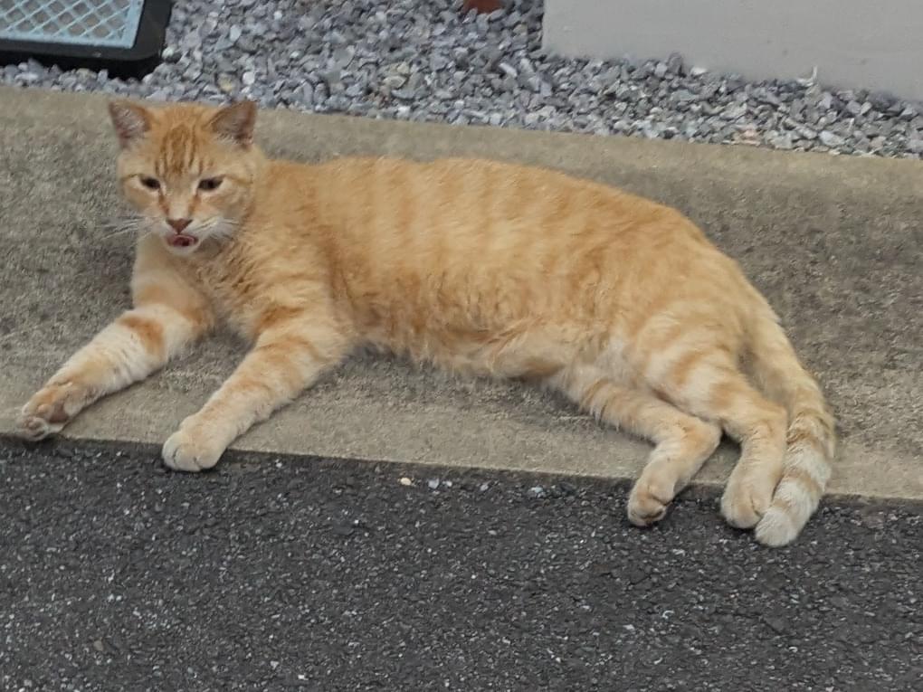 目撃された猫 目撃された猫