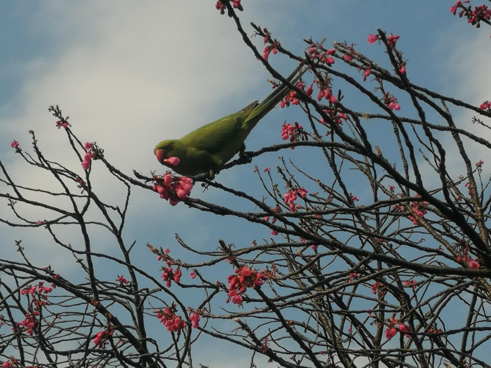 目撃された鳥 目撃された鳥