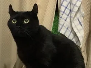 猫探し:コウモリような耳