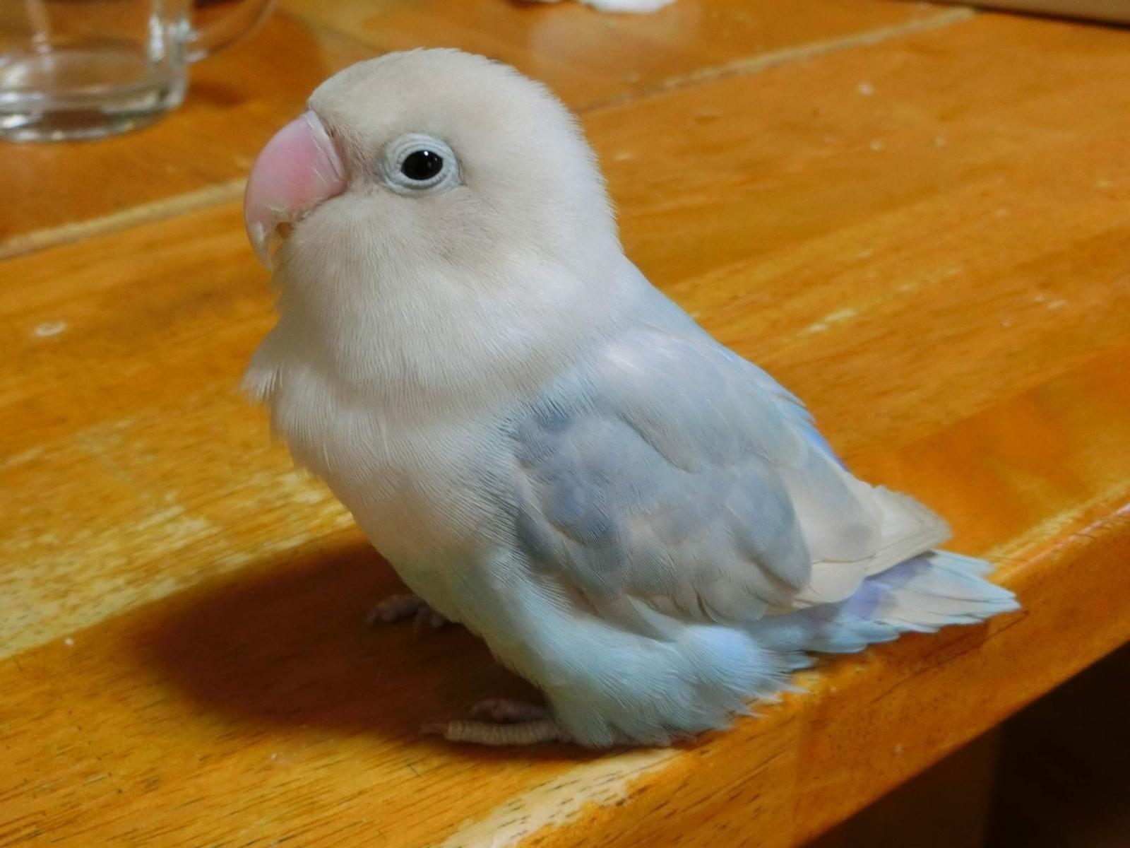 ムーコちゃん ムーコちゃん