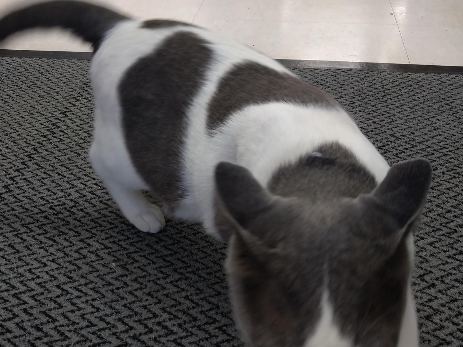 目撃された猫 目撃された猫