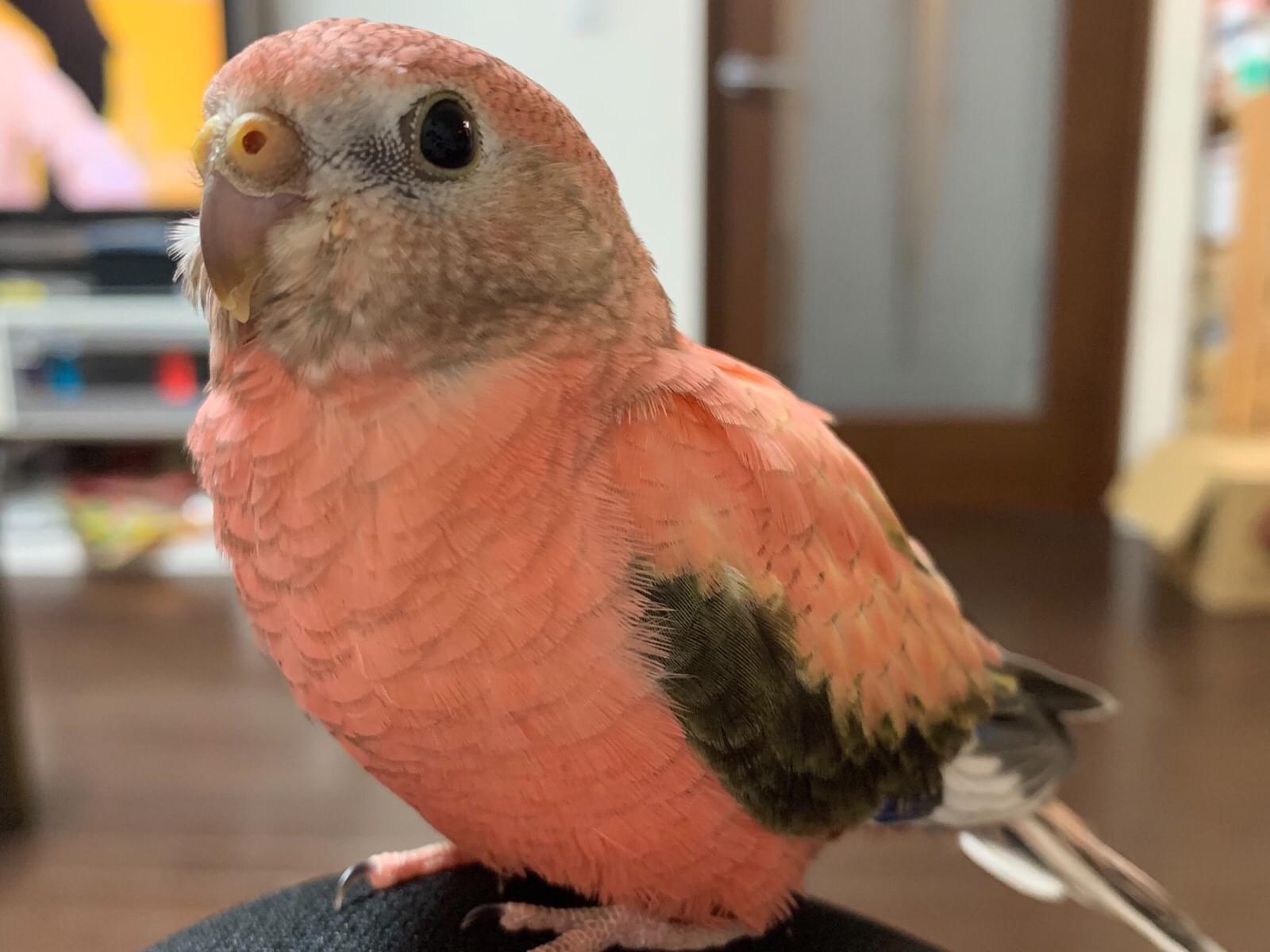 もちちゃん もちちゃん