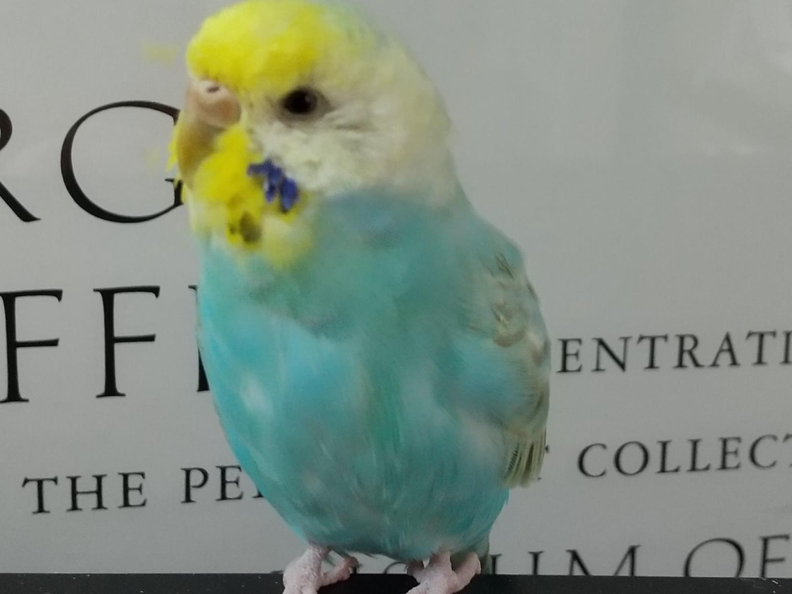 ハッピーちゃん ハッピーちゃん