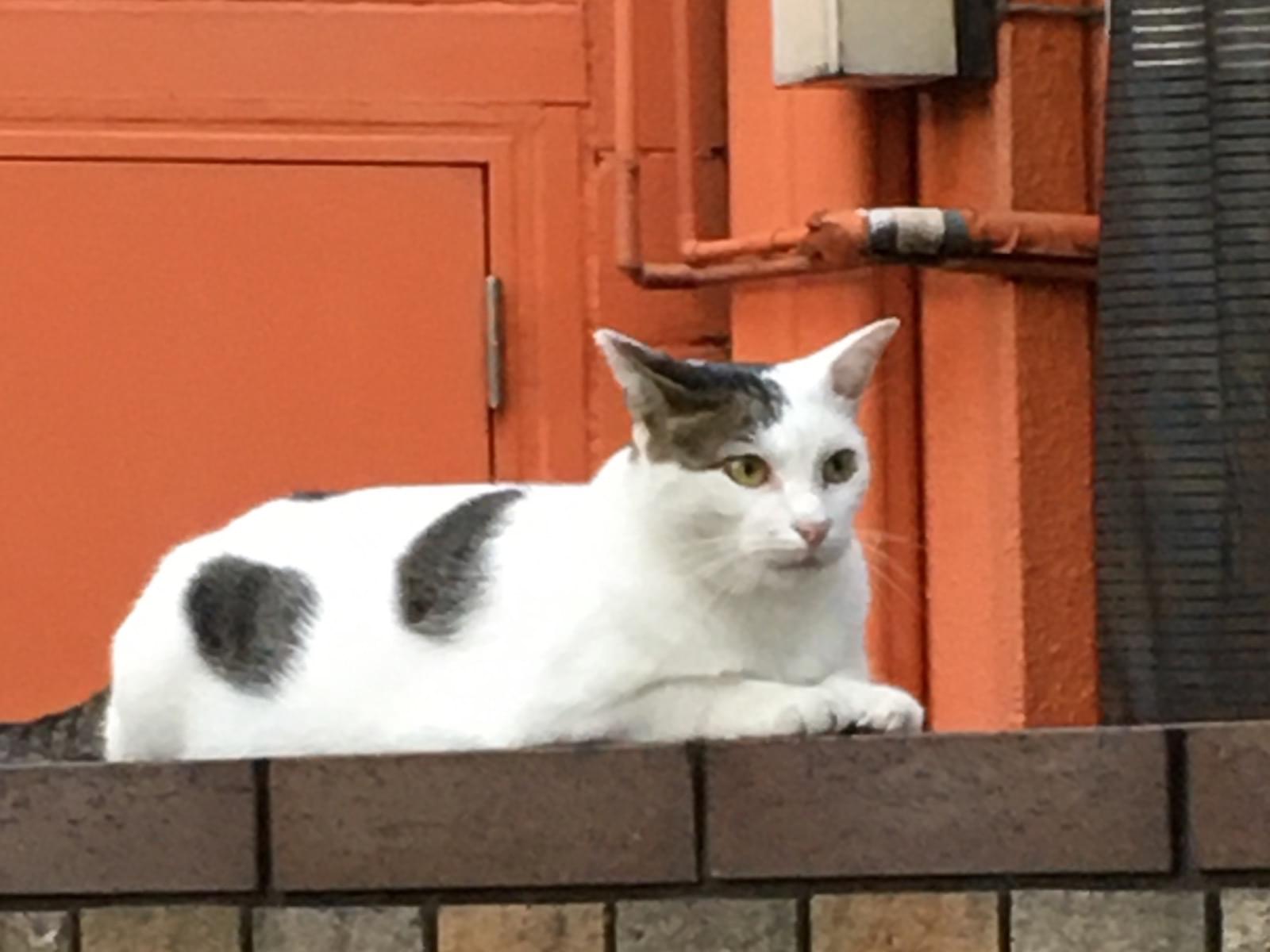 目撃された猫 目撃された猫