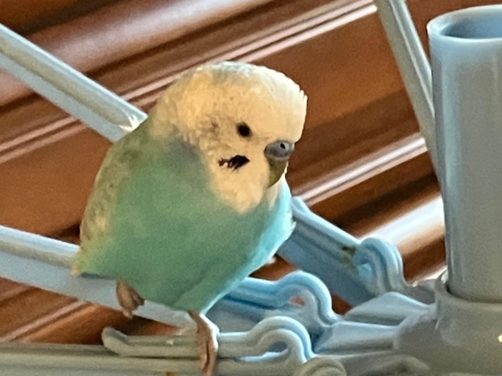 ピコちゃん ピコちゃん