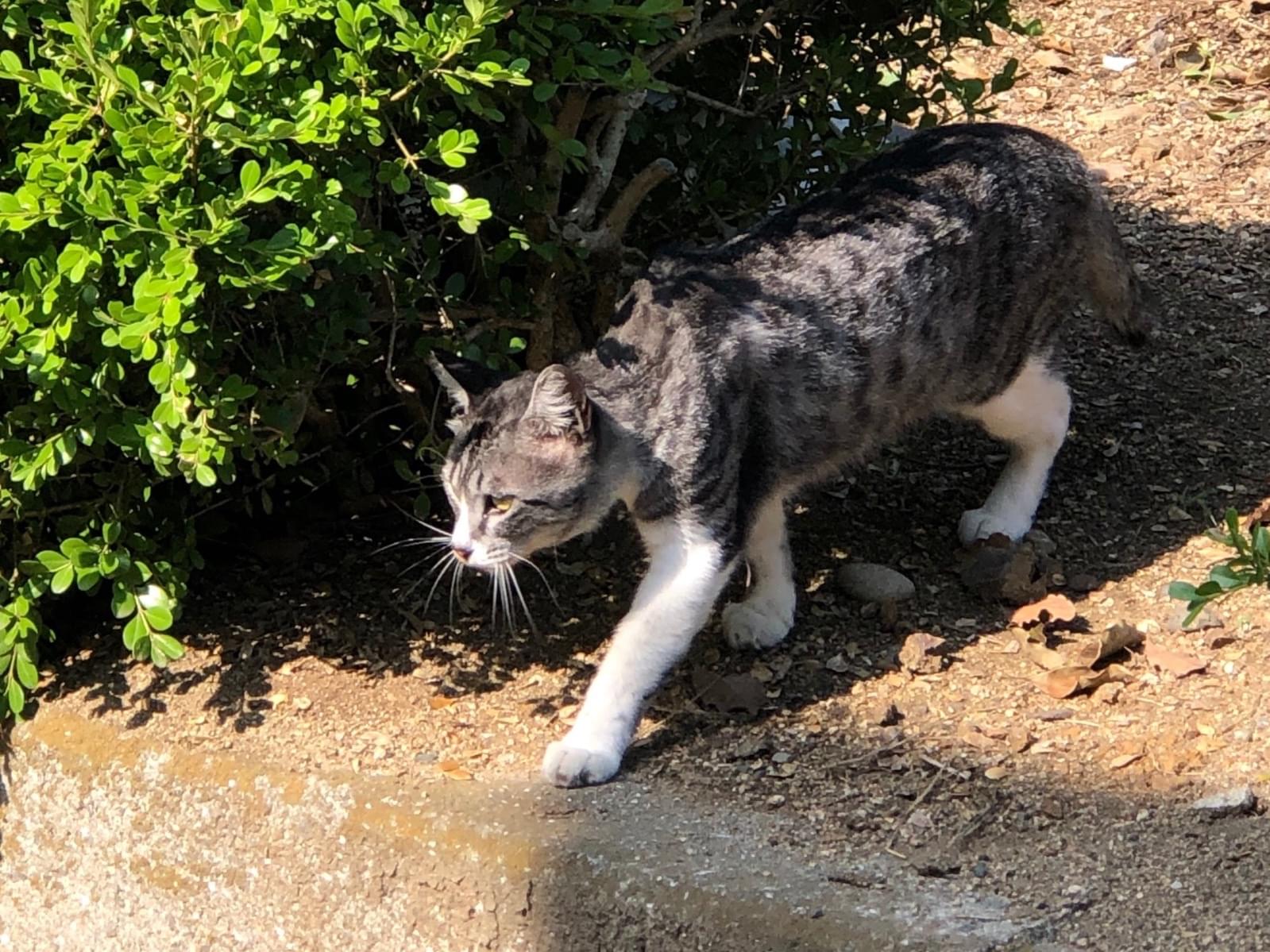 目撃された猫 目撃された猫