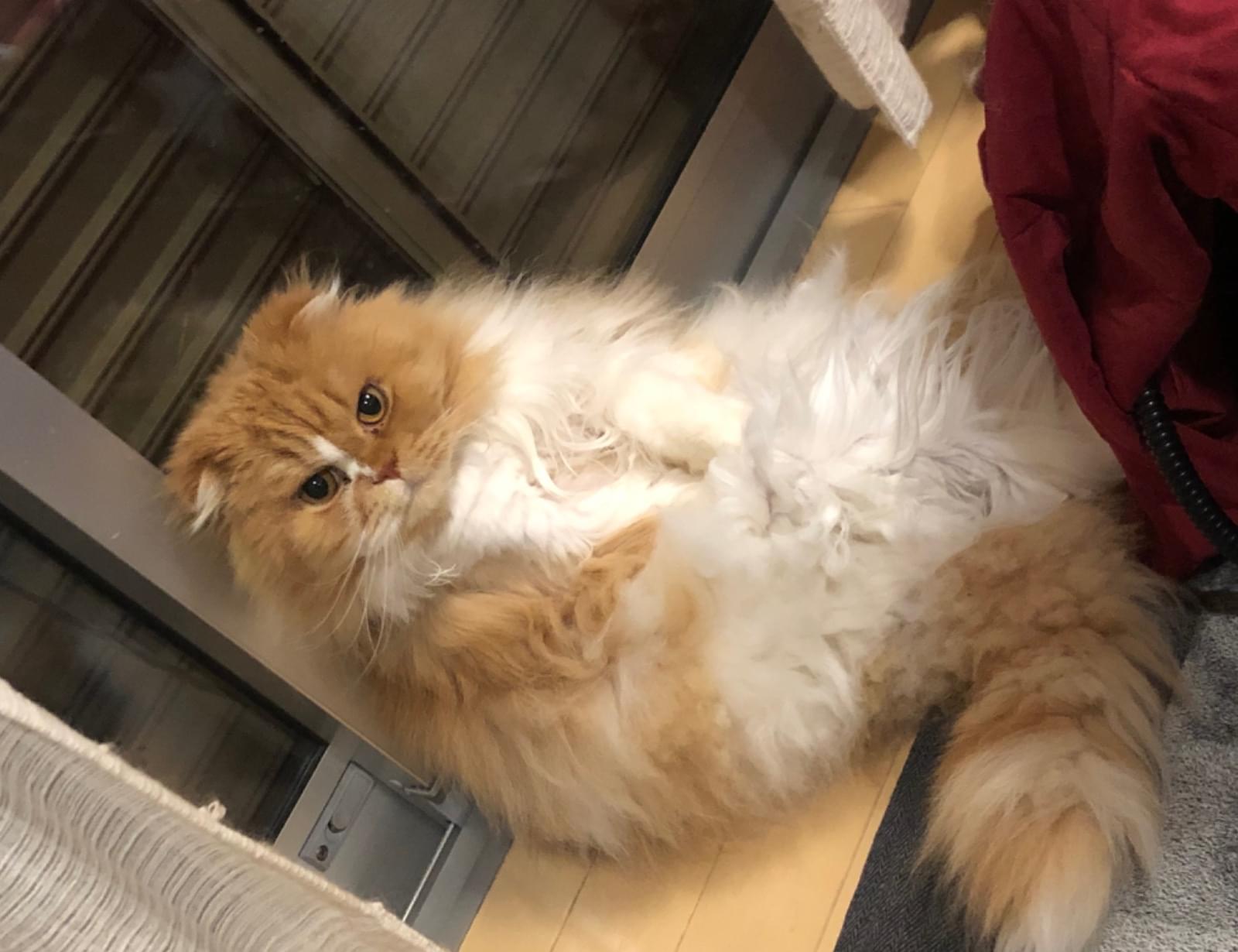 茶白の長毛猫(スコティッシュフォールド)を探しています。