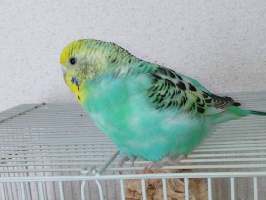 らむねちゃん らむねちゃん