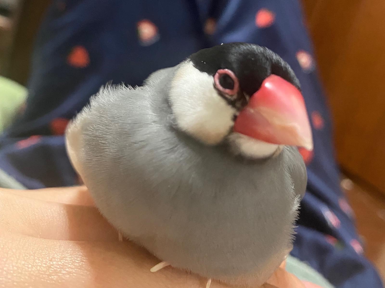 グレちゃん グレちゃん
