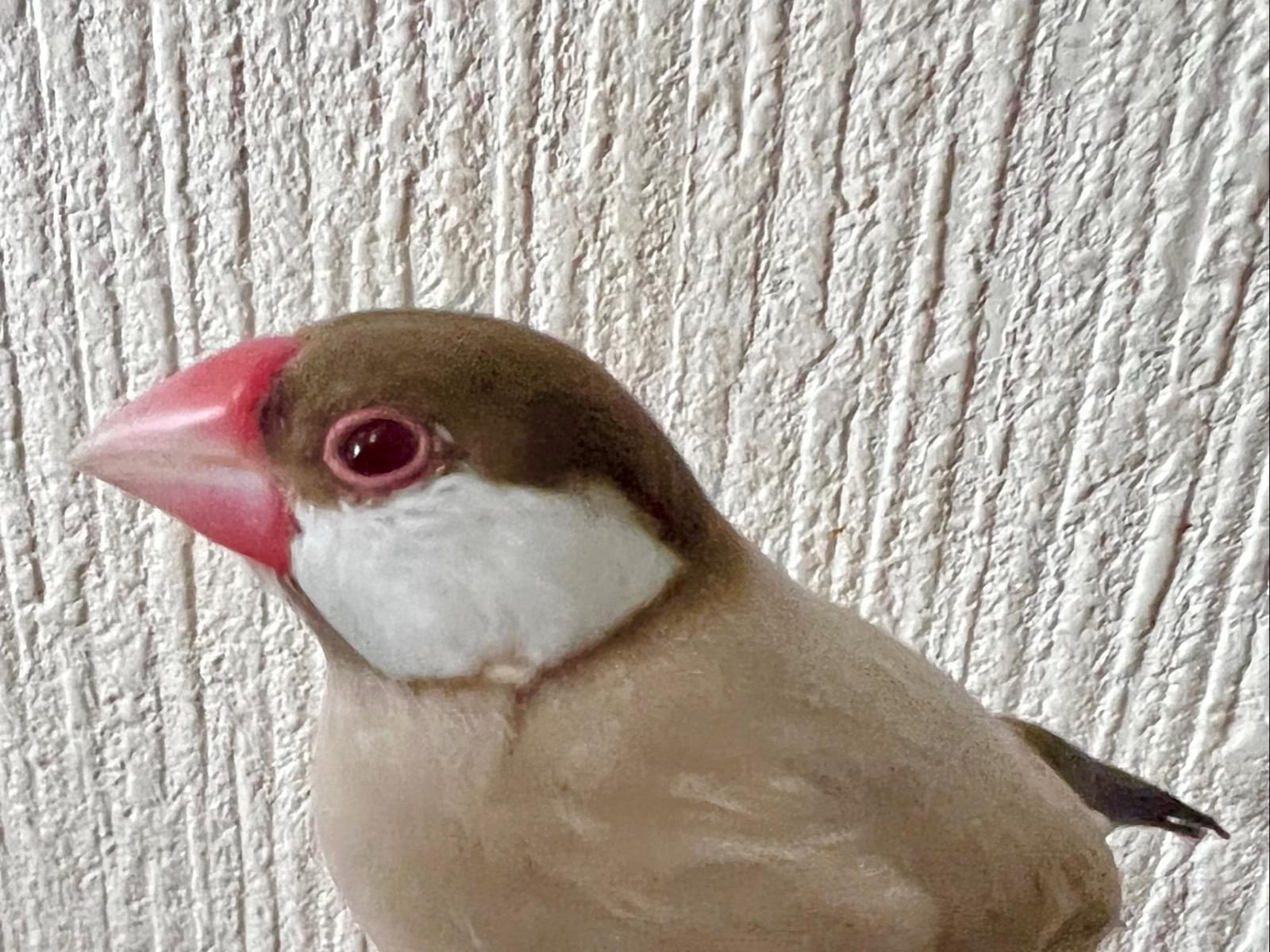 つくねちゃん つくねちゃん