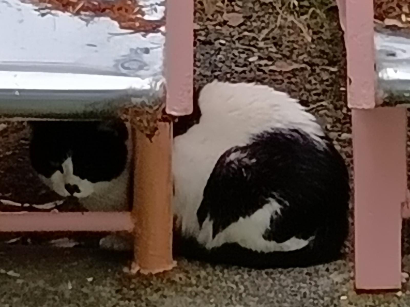 目撃された猫