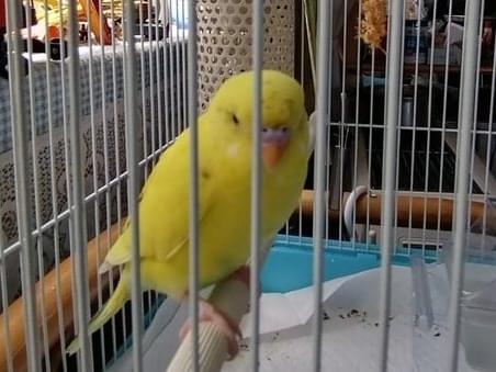 ぴーちゃん ぴーちゃん