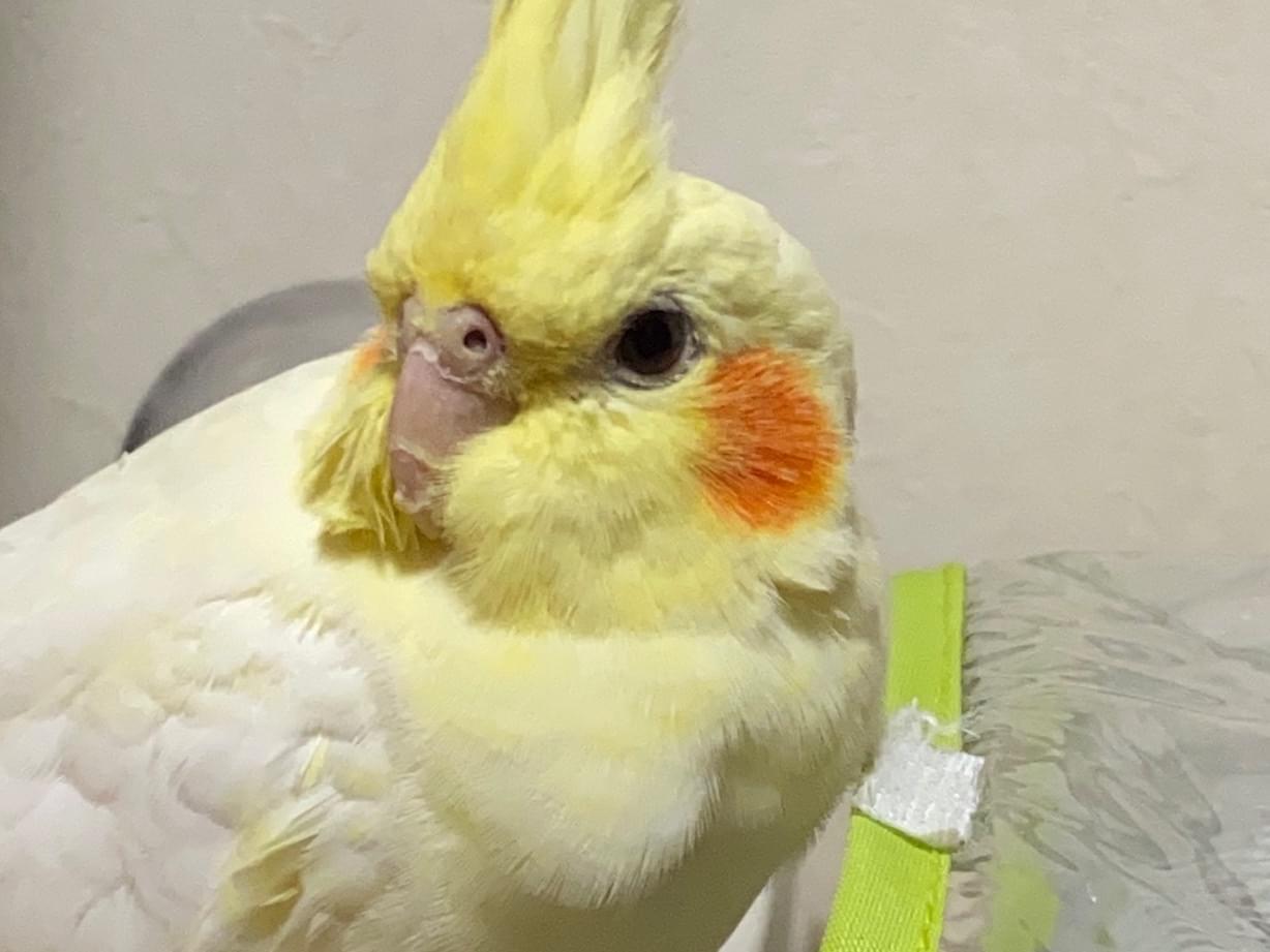 ぴかちゃん ぴかちゃん
