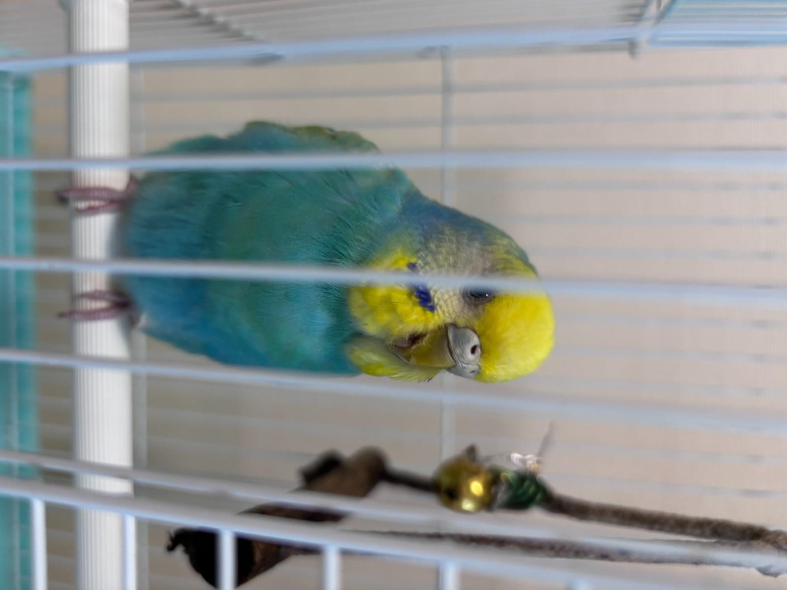 保護された鳥