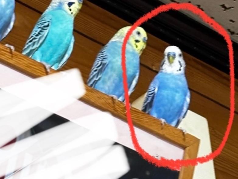 こいちゃん こいちゃん