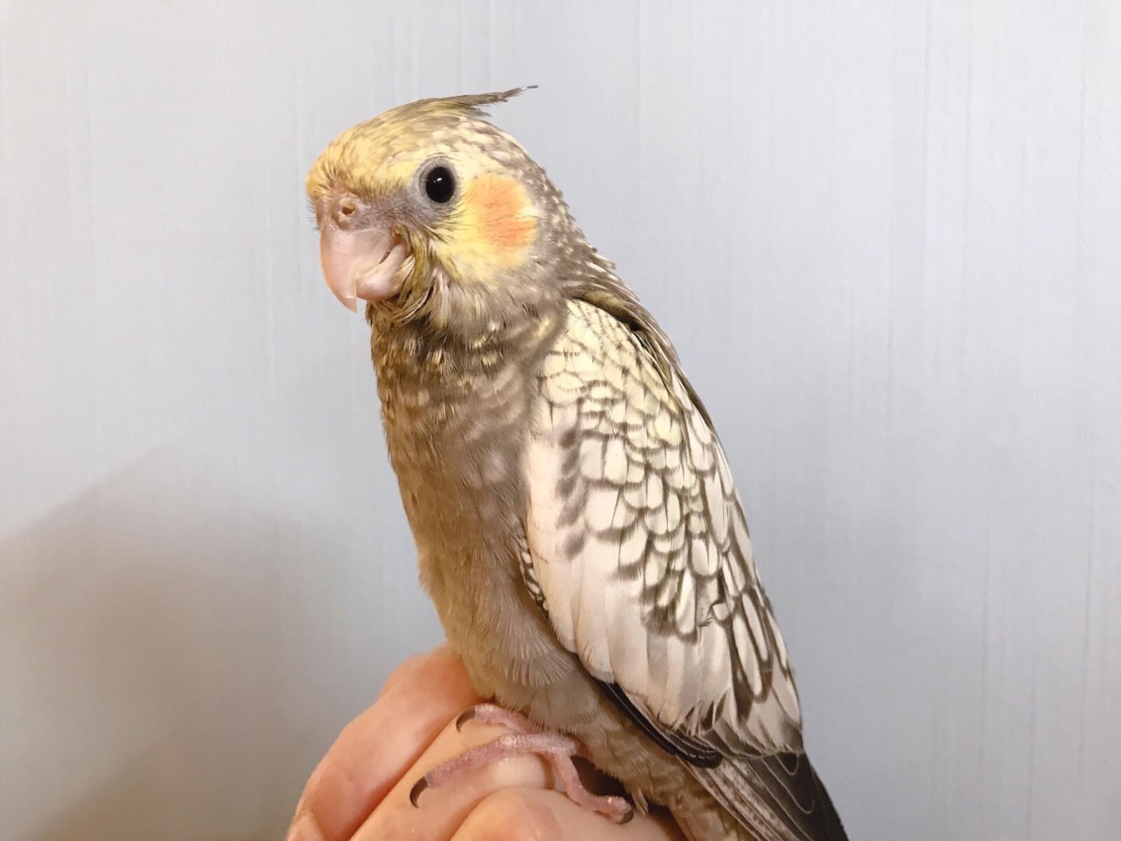 てつちゃん てつちゃん