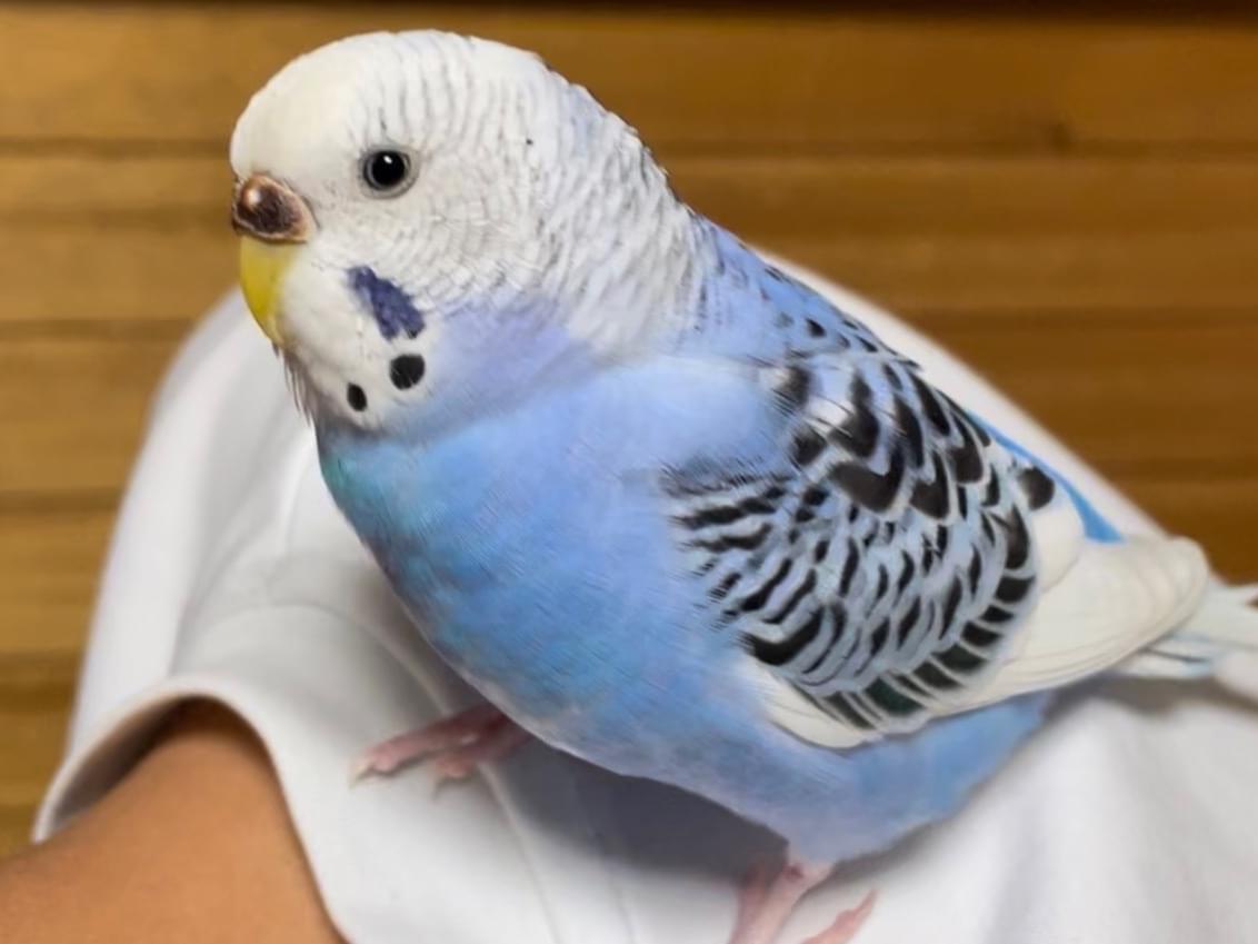 フーちゃん フーちゃん