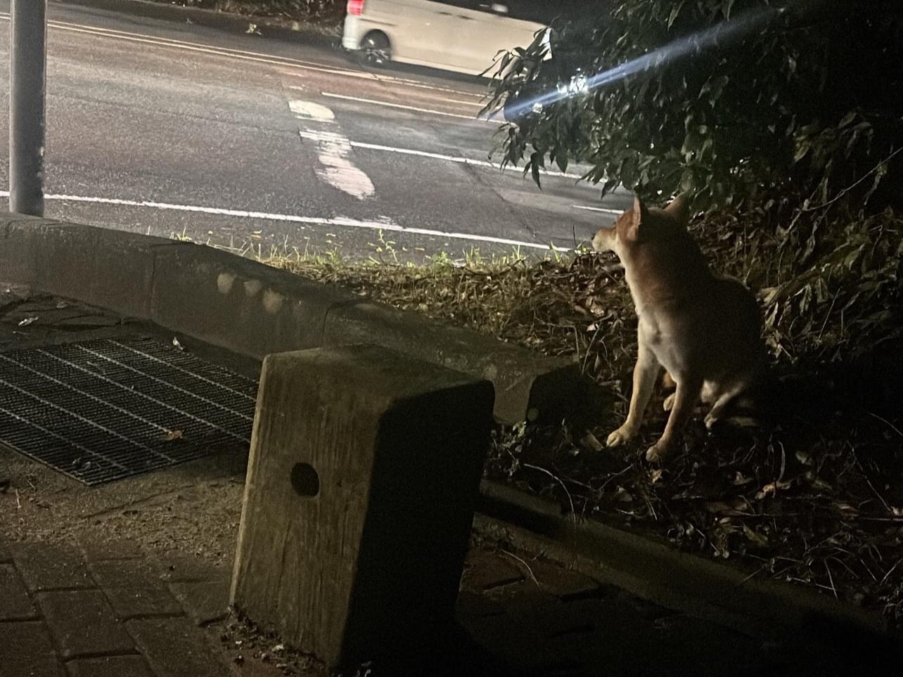 目撃された犬 目撃された犬