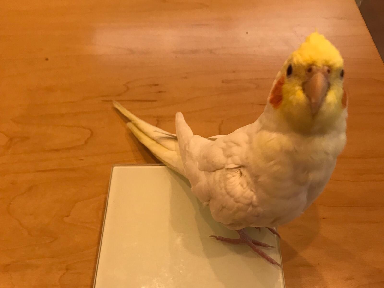 ピーちゃん ピーちゃん