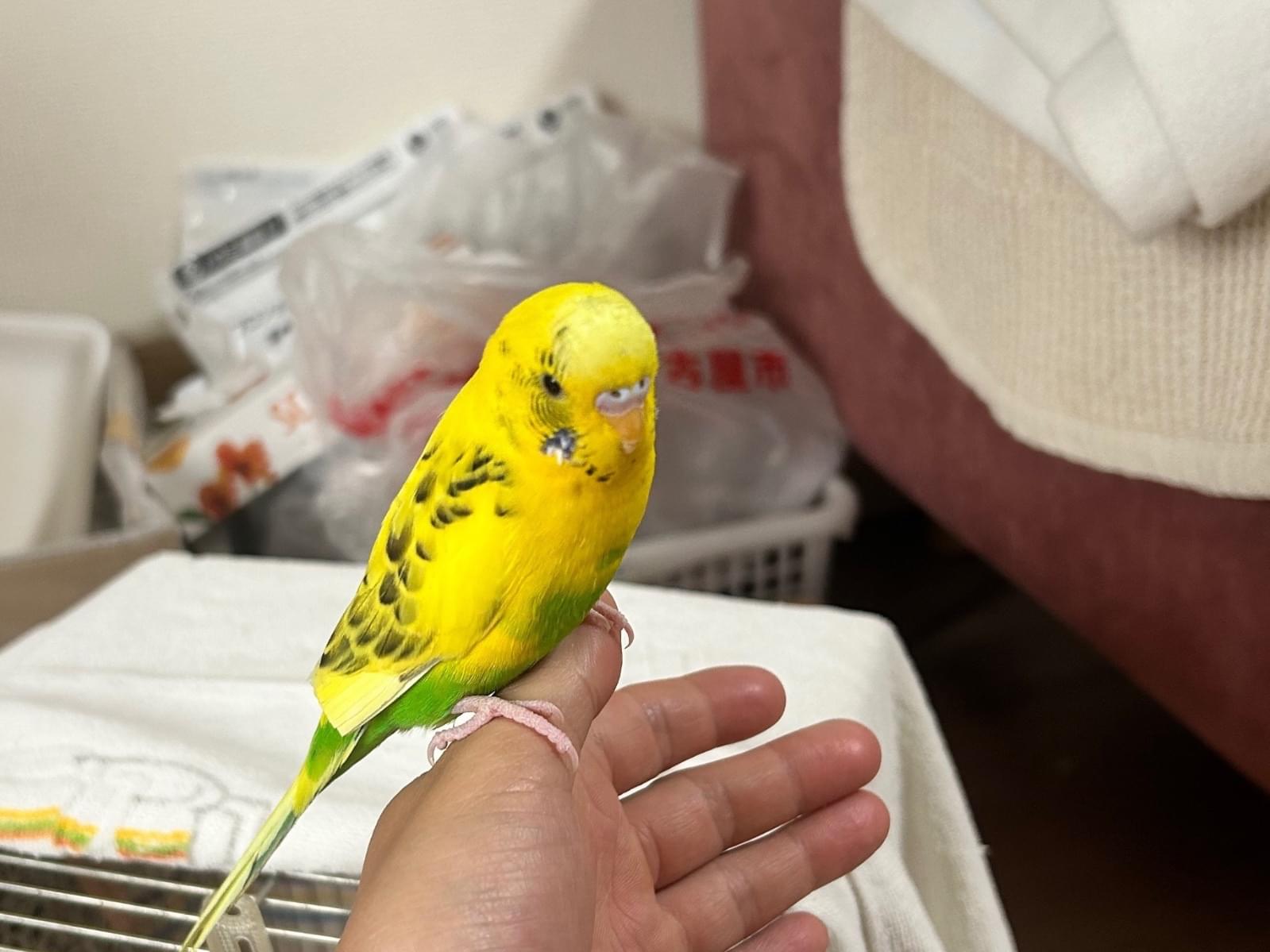 保護された鳥 保護された鳥