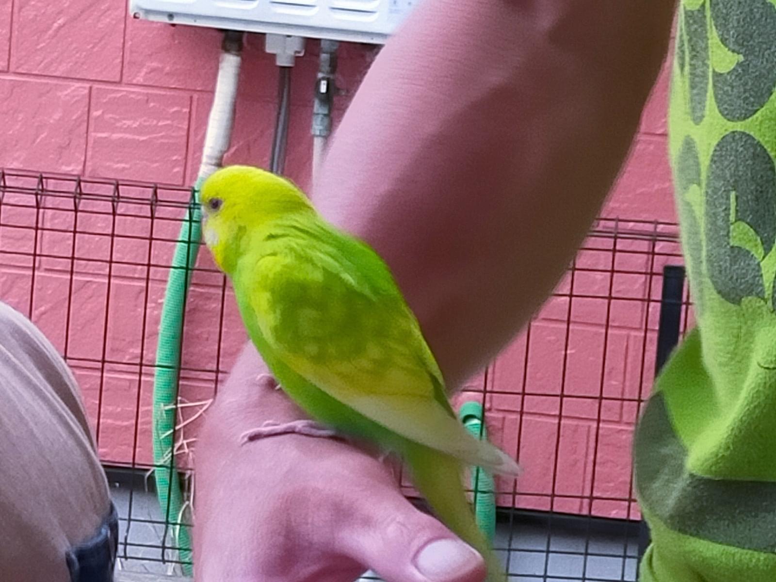 保護された鳥 保護された鳥