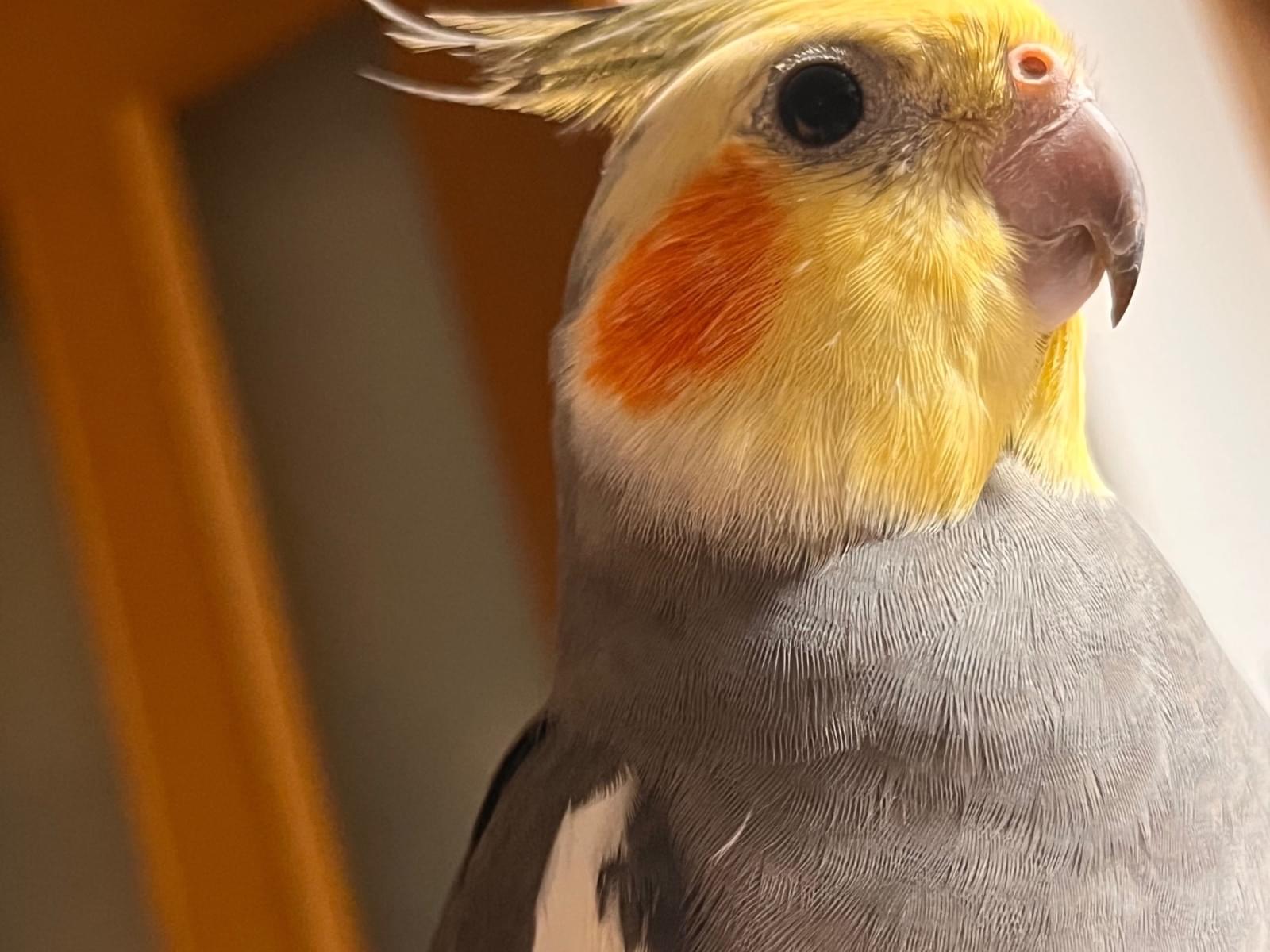 ぴーちゃん ぴーちゃん